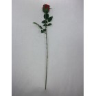 Róża pojedyncza kolor 4